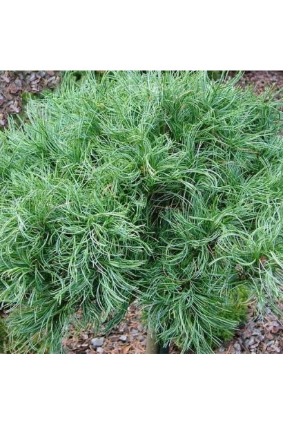 Карликова сосна Веймутова Tiny Curls з густою, закрученою світло-зеленою хвоєю.